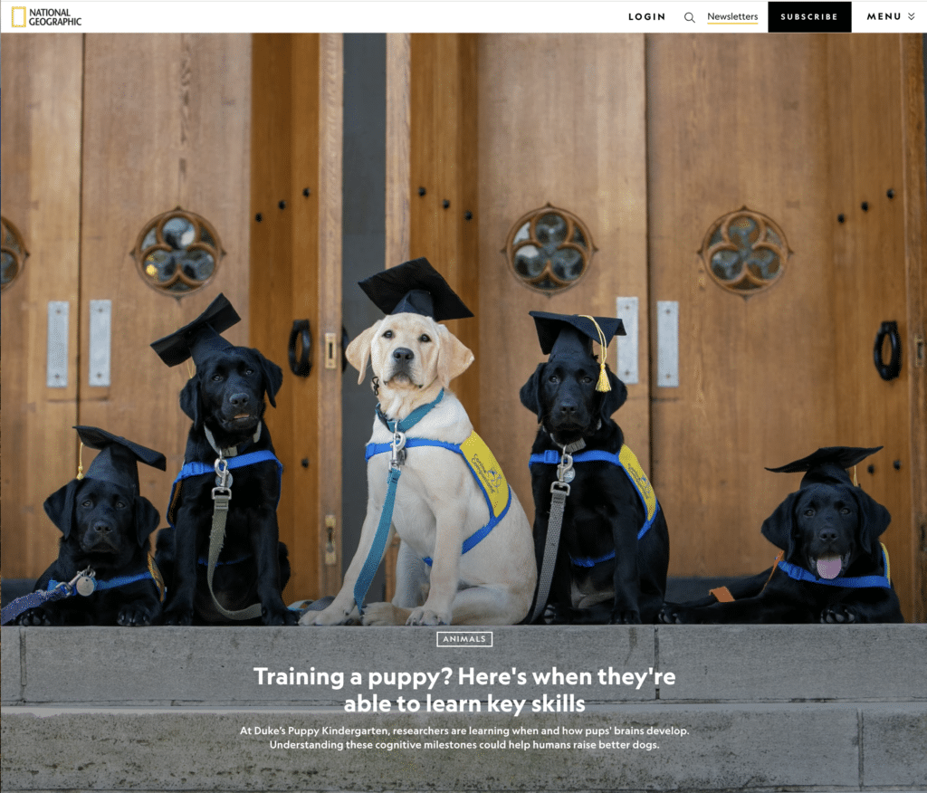 Five puppies wearing graduation caps and vests sit in front of wooden doors.